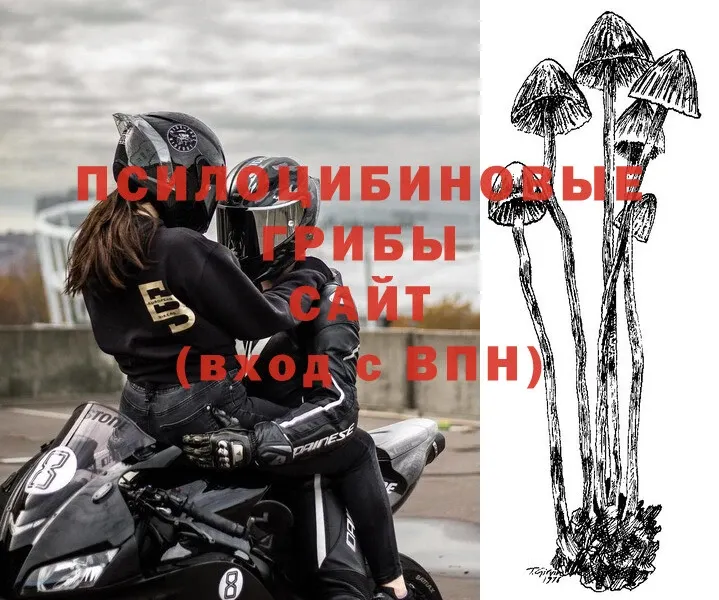 Галлюциногенные грибы Psilocybe  Солигалич 